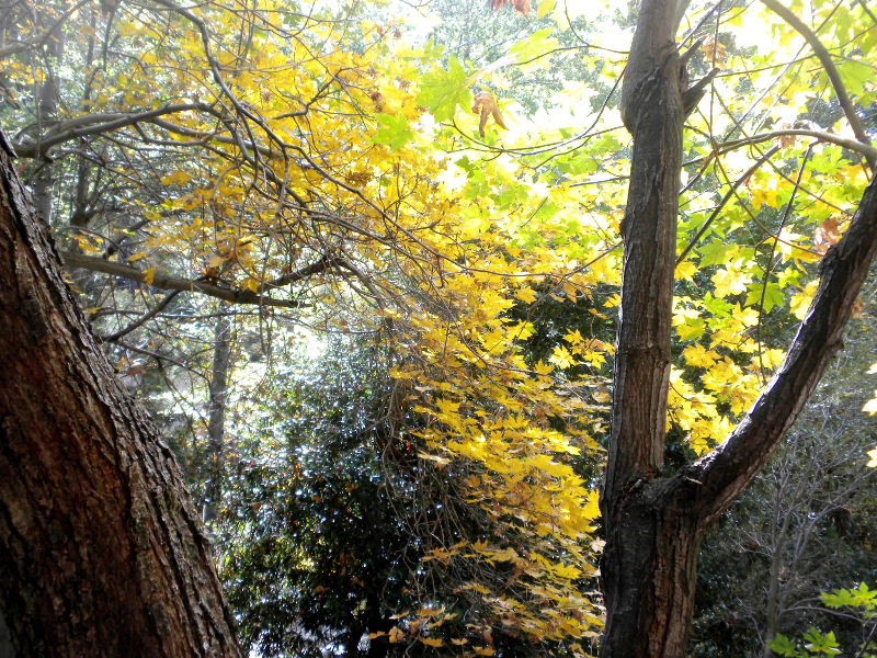 Timber101710 124.jpg